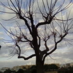 emocions3