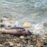 53-binigaus-1eso-pasqua2009