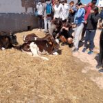 PIRENA THALASSA. LLEIDA 2024