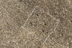 Diada-Sant-Antoni-2026_09