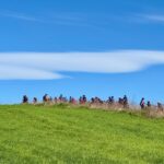 VELOBICI. GIRONA 2025