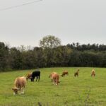 VELOBICI. GIRONA 2025