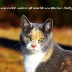 VIII CONCURS D'AFORISMES FILOSÒFICS I FOTOGRAFIA